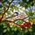Black-Capped Chickadee Stained Glass Bird Art - Pink Blossom Red Berry Green Leaf Tiffany Stained Glass Suncatcher - 5