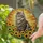 Maine Coon Cat Sunflowers Stained Glass - Tiffany Glass Style Glowing Jewel Tones Gift Stained Glass Suncatcher - 2
