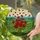 Tiffany Style Stained Glass Red Roses & Petals, Green Hills Blue Mountains Jewel Tones Stained Glass Suncatcher - 2