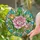 Pink Rose Tiffany Style Stained Glass Art, Rosebuds & Intricate Botanical Mosaic Stained Glass Suncatcher - 2