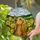 Golden Cocker Spaniel Dog with Monarch Butterfly & Daffodil Tiffany Stained Glass Stained Glass Suncatcher - 2