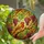 Vibrant Red Chest Bird Grapes Vines Leaves Stained Glass Dappled Sunlight Design Stained Glass Suncatcher - 2