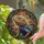 Bearded Dragon Stained Glass Tiffany Style - Autumn Leaves Foliage Jewel Tone Mosaic Stained Glass Suncatcher - 2