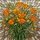 California Poppies Stained Glass Art - Tiffany Floral Mosaic with Intricate Patterns Stained Glass Suncatcher - 5