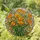 California Poppies Stained Glass Art - Tiffany Floral Mosaic with Intricate Patterns Stained Glass Suncatcher - 1
