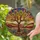 Majestic Gnarled Joshua Tree Desert Mesa Stained Glass - Agave Yucca Southwestern Art Stained Glass Suncatcher - 2