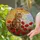 Majestic Tabby Cat Red Poppies Golden Sun Blue Sky - Tiffany Style Stained Glass Stained Glass Suncatcher - 2