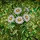 Four White Daisies Green Leaves Tiffany Style Stained Glass Lush Garden Floral Art Stained Glass Suncatcher - 5