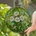 Four White Daisies Green Leaves Tiffany Style Stained Glass Lush Garden Floral Art Stained Glass Suncatcher - 2