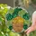 Sleeping Orange Tabby Cat Stained Glass with Monstera Leaves Plant Pot Home Decor Stained Glass Suncatcher - 2