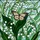 Monarch Butterfly Lily of the Valley Stained Glass Art Tiffany Style Intricate Detail Stained Glass Suncatcher - 5