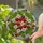 Tiffany Stained Glass Strawberry Blossom - Red Berries Green Leaf Intricate Mosaic Art Stained Glass Suncatcher - 2