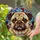 Pug Dog Head Stained Glass Art - Detailed Wrinkled Snout & Eyes Tiffany Style Mosaic Stained Glass Suncatcher - 2