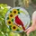 Vibrant Red Cardinal Sunflowers Crescent Moon Tiffany Stained Glass Mosaic Sky Art Stained Glass Suncatcher - 2