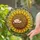 Plump Sleeping Hedgehog Sunflower Stained Glass Mosaic Decor - Nature Lover Garden Window Art Stained Glass Suncatcher - 2
