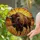American Bison Horns Prairie Landscape Stained Glass - Tiffany Sunset Jewel Tones Stained Glass Suncatcher - 2