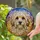 Fluffy Small Dog Portrait Tiffany Stained Glass Intricate Mosaic - Pet Lover Gift Stained Glass Suncatcher - 2