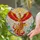 Majestic Phoenix Stained Glass Sun - Tiffany Jewel Tone Leafy Branches Cloudscape Stained Glass Suncatcher - 2
