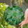 Monstera Deliciosa Stained Glass - Tiffany Style Botanical Leaf Jewel Tone Art Decor Stained Glass Suncatcher - 2