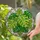 Monstera Deliciosa Stained Glass Art - Intricate Tropical Plant Tiffany Style Window Stained Glass Suncatcher - 2