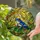 Vibrant Blue Frog Red Eyes Jungle Leaf Stained Glass - Intricate Tiffany Tropical Mosaic Art Stained Glass Suncatcher - 2
