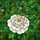 Detailed Green Grasshopper on White Camellia Flower - Tiffany Stained Glass Art Stained Glass Suncatcher - 5