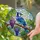 Blue Jay Branch Stained Glass Purple Grapes Vine Leaves Translucent Tiffany Mosaic Stained Glass Suncatcher - 2