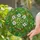 Four Leaf Clover Stained Glass Botanical Mosaic - Tiffany Style Floral Art Nature Decor Gift Stained Glass Suncatcher - 2