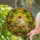 Tiffany Stained Glass Doves Heart - Green Leaves, Red Berries & Golden Amber Glow Home Decor Stained Glass Suncatcher - 2