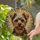 Yorkshire Terrier Dog Portrait Stained Glass Art Radiant Sun Ray Mosaic Jewel Tones Stained Glass Suncatcher - 2