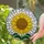 Tiffany Glass Sunflower Seed Head Mosaic - Radiant Petals, Sky, Emerald Green Leaves Stained Glass Suncatcher - 2