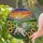 Westie Dog Sunflowers Lavender Mountain Sunset - Tiffany Stained Glass Dog Lover Gift Stained Glass Suncatcher - 2