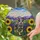 Joyful Blue Heeler Dog Running Sunflowers Lavender Mountains Stained Glass Art Stained Glass Suncatcher - 2