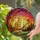 Golden Cat Stained Glass Suncatcher with Butterfly, Autumn Leaves, Sunset Sky Evergreen Trees - 2