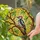 Woodpecker Stained Glass Mosaic Art with Vibrant Red Cap, Green Leaves, & Sunlit Yellow Sky Stained Glass Suncatcher - 2