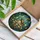 Iridescent Beetle Glowing Mushroom Forest Glade - Dragonfly Moth Tiffany Stained Glass Artwork Stained Glass Suncatcher - 3