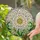 Tiffany Style Daisy Stained Glass Flower - Intricate Floral Mosaic Jewel Tone Art Stained Glass Suncatcher - 2