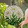 Three Daisy Flowers Stained Glass Mosaic Tiffany Style - White Yellow Bloom Green Leaves Stained Glass Suncatcher - 2