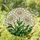 Three Daisy Flowers Stained Glass Mosaic Tiffany Style - White Yellow Bloom Green Leaves Stained Glass Suncatcher - 1