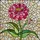 Zinnia Stained Glass Flower Suncatcher - Tiffany Style Pink Petals Colorful Jewel Tones Stained Glass Suncatcher - 5