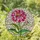 Zinnia Stained Glass Flower Suncatcher - Tiffany Style Pink Petals Colorful Jewel Tones Stained Glass Suncatcher - 1