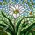 Large White Flower with Green Bud & Leaves - Tiffany Style Stained Glass Mosaic Art Dappled Sky Stained Glass Suncatcher - 5