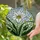 Large White Flower with Green Bud & Leaves - Tiffany Style Stained Glass Mosaic Art Dappled Sky Stained Glass Suncatcher - 2