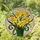 Tiffany Style Stained Glass Daffodil Flowers - Intricate Floral Mosaic Art Glowing Jewel Tones Stained Glass Suncatcher - 1