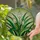 Translucent Stained Glass Emerald Green Sword Leaves Spiky Flower Buds Tiffany Art Stained Glass Suncatcher - 2