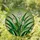 Translucent Stained Glass Emerald Green Sword Leaves Spiky Flower Buds Tiffany Art Stained Glass Suncatcher - 1