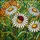 Vibrant Red Ladybug Daisy Flower Garden - Tiffany Stained Glass Style Home Decor Gift Stained Glass Suncatcher - 5