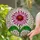 Tiffany Style Stained Glass Echinacea Flower - Glowing Mosaic Nature Art Decor Stained Glass Suncatcher - 2