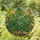 Monstera Deliciosa Leaves Stained Glass Tiffany Style Intricate Fenestrated Mosaic Translucent Glass Stained Glass Suncatcher - 1