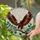 Bald Eagle Spread Wings Stained Glass Art - Tiffany Style Jewel Tone Mosaic Tree Decor Stained Glass Suncatcher - 2